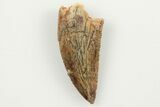 Serrated, .8" Raptor Tooth - Real Dinosaur Tooth - #200304-1